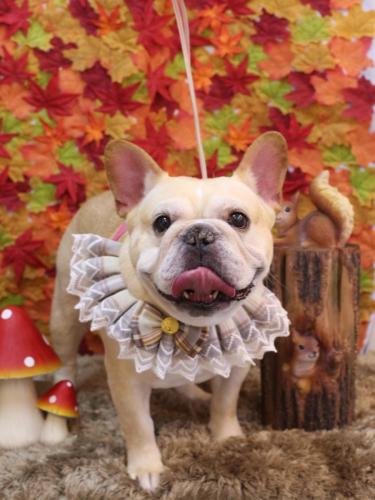 20241113こてつくん